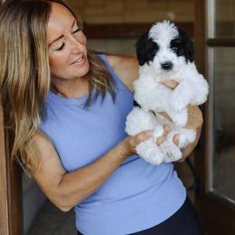 Mac - Black and white male Bernedoodle puppy in Yuba City, California from Ranch House Doodles