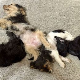 Assorted Doodle Crosses Puppies from Porchlight Puppies