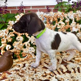 Mossy - White and liver male German Shorthaired Pointer puppy in Macclenny, Florida from Mindy Dillon