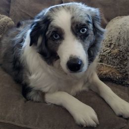 Australian Shepherds from Chief Aussies of Las Vegas