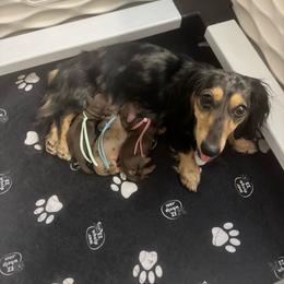 Rose - Chocolate and cream female Dachshund puppy in Cherry Valley, California from Sugar and Spice Dachshunds