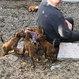 Irish Terrier Puppies from Galeway Irish Terriers