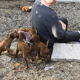 Irish Terrier Puppies from Galeway Irish Terriers
