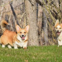 Pembroke Welsh Corgis from Berry Hill Corgis