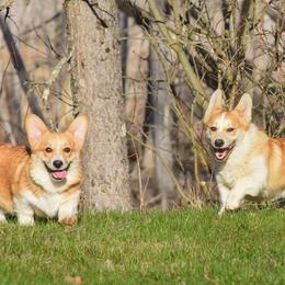 Pembroke Welsh Corgis from Berry Hill Corgis