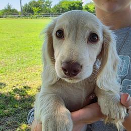 Baby boy Red heart 3000 - Cream male Dachshund puppy in Lexington, Oklahoma from Long Doggy Acres Miniature Dachshunds
