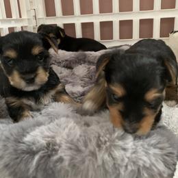 Yorkshire Terrier Puppies from Willow Grove Yorkie