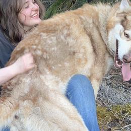 Alaskan Huskies and Alaskan Malamutes from Half Dead Homestead and Kennels