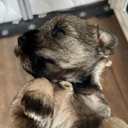 Peyton - Salt and pepper female Miniature Schnauzer puppy in Interlachen, Florida from Pam's Schnauzers