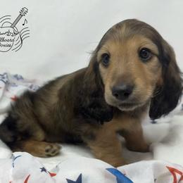 Hawk - Cream male Dachshund puppy in Pulaski, Tennessee from Billboard Doxies