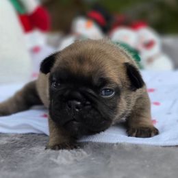 Purple collar girl Janey - Fawn female French Bulldog puppy in Polk City, Florida from Best Friend Frenchies, LLC