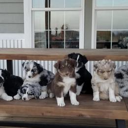Australian Shepherd Puppies from Waterworth Australian Shepherds