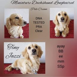 Jazzi - Dachshund