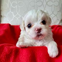 Bella - White female Maltese puppy in Brooksville, Florida from Vega's Maltese