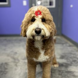Laurel - Goldendoodle