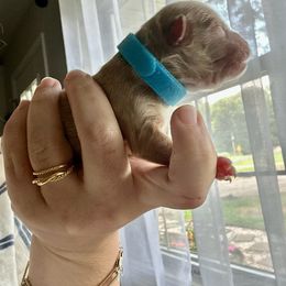 Cockapoo and Cocker Spaniel Puppies from Rome & Reign Farm