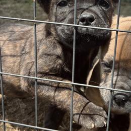 Yellow Collar - Black brindle male Cane Corso puppy in Kingsport, Tennessee from Gray Cane Corsos