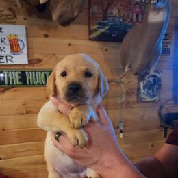 Pink collar female - Yellow female Labrador Retriever puppy in Hebron, Kentucky from Top Notches Labrador Retrievers