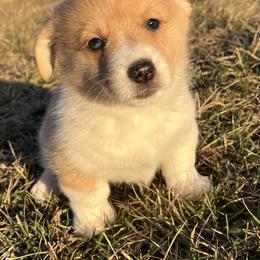Nick - White and red male Pembroke Welsh Corgi puppy in Rolla, Missouri from Chapman Corgis