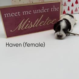 Haven - Chocolate female Australian Labradoodle puppy in Denton, Texas from Liberty Hill Labradoodles