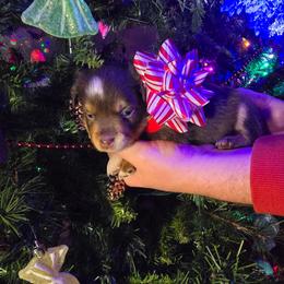 Prancer - Red tri female Miniature Australian Shepherd puppy in Arlington, Texas from CopperHead Aussies