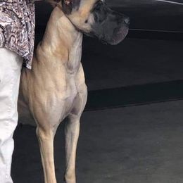 Great Danes from Vom Casey Von Evans Great Danes