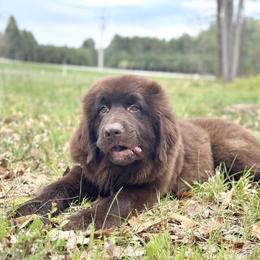 Pending Kodiak - Brown male Newfoundland puppy in Falmouth, Michigan from Dyer Lake Newfoundland’s