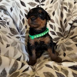 Green - Black and tan male Airedale Terrier puppy in Anderson, California from Airedales of Myriad Ranch