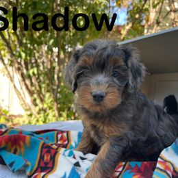 Aussiedoodle, Bernedoodle, Bernese Mountain Dog, and Sheepadoodle Puppies from Draper Mountain Doodles