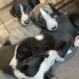 Whippet Puppies from Infinity Whippets