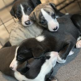 Whippet Puppies from Infinity Whippets