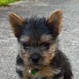 Marcus - Black and tan male Norwich Terrier puppy in Groesbeck, Texas from Ranch 4M