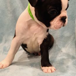 Boston Terrier Puppies from Helton’s Boston Terriers