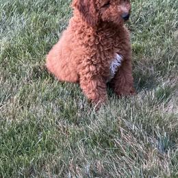 Winston - Red  male Goldendoodle puppy in Millersburg, Ohio from Ohio Puppy Paws