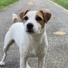 Ginny - Jack Russell Terrier