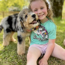 Bernedoodle, Bernese Mountain Dog, Poodle, and Sheepadoodle Puppies from My Fair Doodles