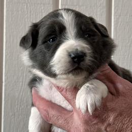 Mercy - Dilute blue female Australian Shepherd puppy in Canton, Mississippi from Haven Farms Australian Shepherds