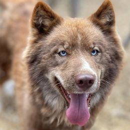 Siberian Huskies from Yiski Hati