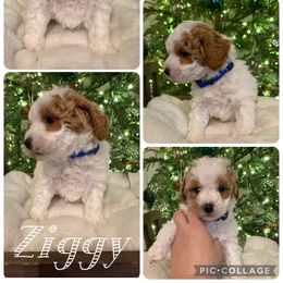 Ziggy - Parti male Poodle puppy in Chattanooga, Tennessee from Scenic City Doodles