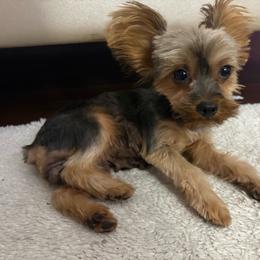 Sparky - Yorkshire Terrier