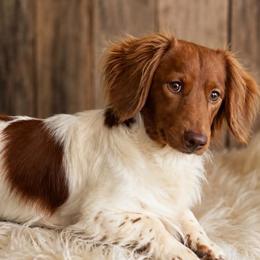 Dachshunds from Lilly's Long Dogs