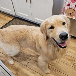 Cosmo - Golden Retriever