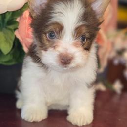 Oreo - Chocolate, tan and white male Yorkshire Terrier puppy in Talladega, Alabama from Scott And Tammy's Lil Yorkies