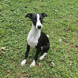 Raven - Black female Whippet puppy in Lenoir City, Tennessee from Equiss Whippets