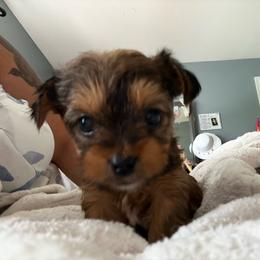 Amber - Chocolate and tan female Yorkshire Terrier puppy in Springfield, Massachusetts from Rosey’s Yorkies