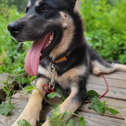 Sansa - Siberian Husky