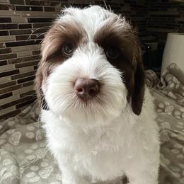 Holland - Chocolate female Australian Labradoodle puppy in Chuluota, Florida from Delano Australian Labradoodles