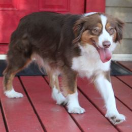 Chanel - Miniature Australian Shepherd
