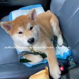 Shiba Inu Puppies from Shiba Paradise