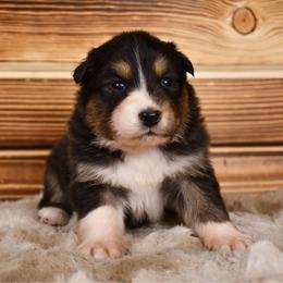 Cherie - Black tri-color female Australian Shepherd puppy in Kirksville, Missouri from BellSharps Australian Shepherds